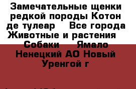 Замечательные щенки редкой породы Котон де тулеар  - Все города Животные и растения » Собаки   . Ямало-Ненецкий АО,Новый Уренгой г.